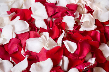 petals of red roses