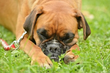 boxer dog