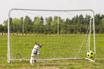 Dog playing as funny football goalkeeper misses a goal