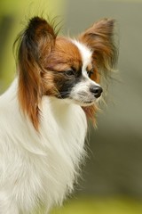 papillon chien