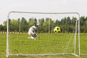 Funny dog playing football as a goalkeeper