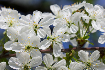 Outdoor photo of sour cherry blossom.