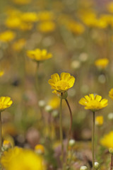 クリサンセマム　アップライトイエロー