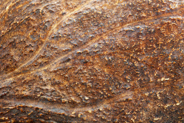 Moose antler, macro view