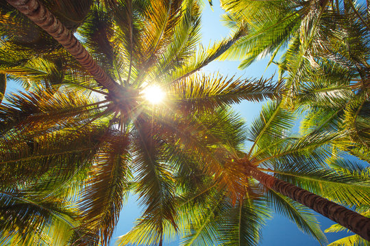 Fototapeta Coconut palm trees perspective view