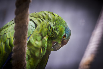 Loro rascandose