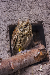Buho mimetizado