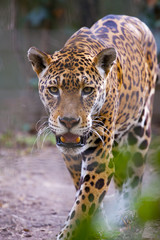 Guepardo cazando