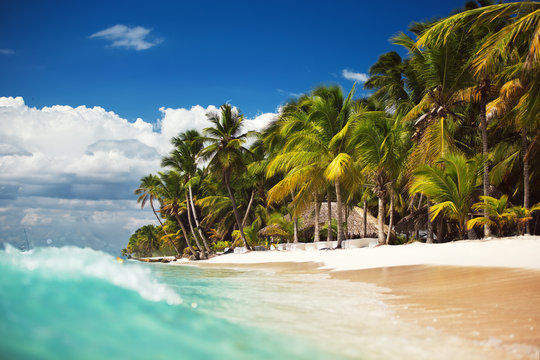 Fototapeta Palm trees on the tropical, wild beach