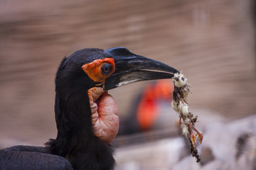 Pajaro comiendo pájaro