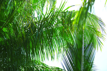 Naklejka na ściany i meble Palm leaves and blue sky on island in resort