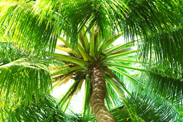 Obraz premium Palm leaves and blue sky, in resort