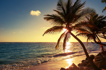 Palma na tropikalnej plaży - obrazy, fototapety, plakaty
