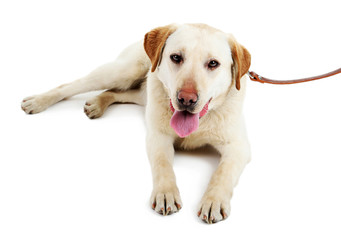 Cute dog with leash isolated on white background