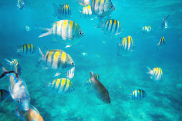 Photo of a tropical Fish on a coral reef - obrazy, fototapety, plakaty