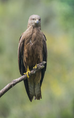 black kite milvus migrans
