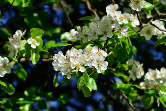 Spring. Pear blossoms