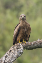 black kite milvus migrans