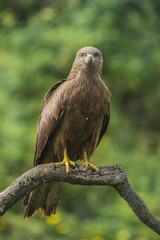 black kite milvus migrans