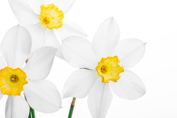 Spring floral border, beautiful fresh narcissus flowers
