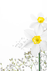 Fototapeta premium Spring floral border, beautiful fresh narcissus flowers