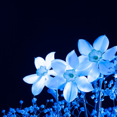 Blue narcissus on a black background