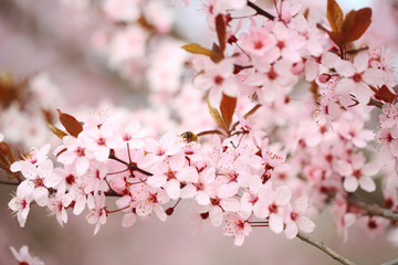 Cherry blossoms over blurred nature background, close up