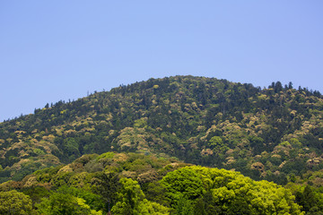 新緑の奈良県三輪山