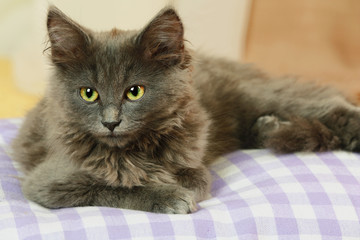 Cute gray kitten on pillow at home