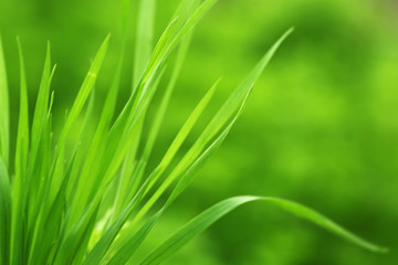 Green grass on nature background, close up