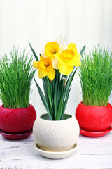 beautiful flowers with green grass in pots on fabric background