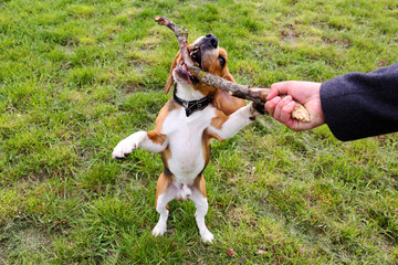 Man playing with dog in park