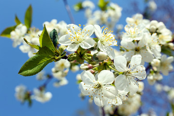 Blooming cherry tree twigs in spring on blue sky background