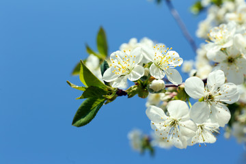 Blooming cherry tree twigs in spring on blue sky background