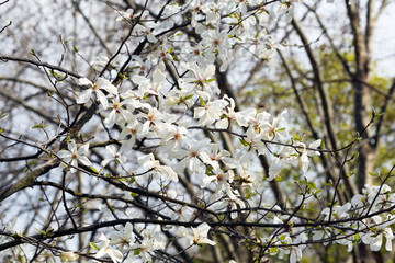Blooming magnolia tree twigs in spring