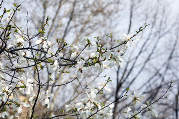 Blooming magnolia tree twigs in spring