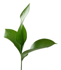 Branch with fresh green leaves, isolated on white