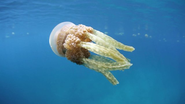 Jellyfish(Mastigias papua) in Shallows
