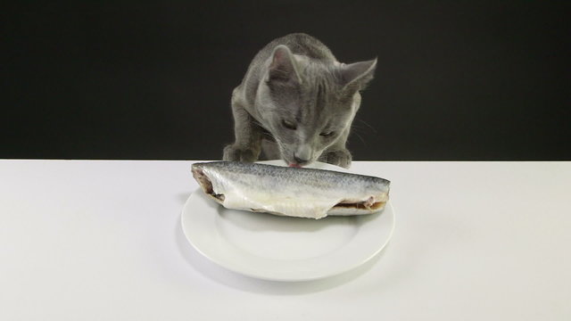 Young gray cat climbs on table and steal raw fish from plate