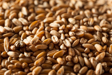 Raw Organic Spelt Grain
