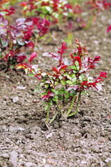 Planted bush of roses over soil background