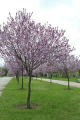 Beautiful flowering trees in park