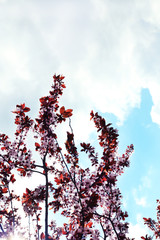 Beautiful flowering tree on blue sky background