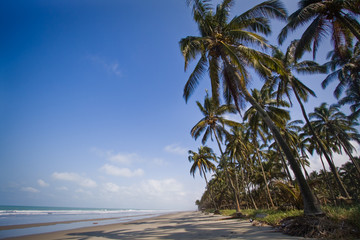 Beautiful landscape of Cojimies beach with coconut trees