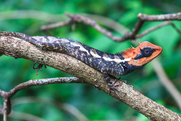 Green crested lizard