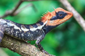 Green crested lizard