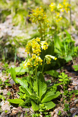 Лекарственное растение Первоцвет весенний (Primula veris)