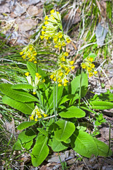 Первоцвет весенний (Primula veris)