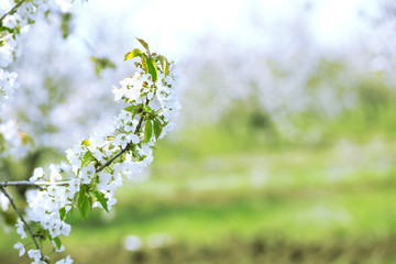 Spring blooming cherry garden