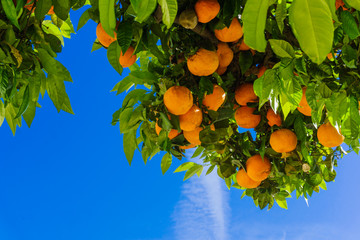 oranges hanging tree.  mandarin oranges. Juicy oranges on the tr